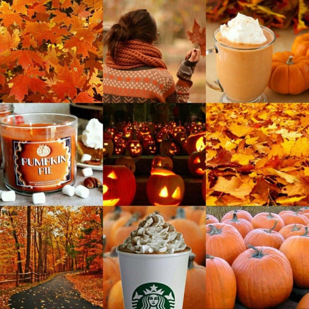 A vibrant Fall Collage Wallpaper featuring orange maple leaves, pumpkin spice drinks, carved jack-o'-lanterns, and a cozy autumn road