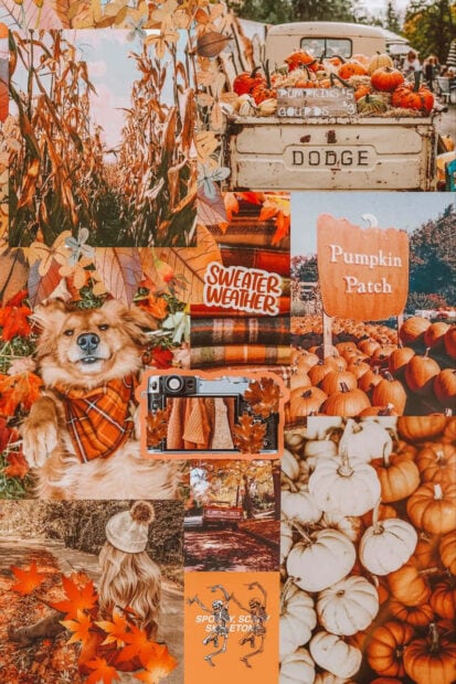 A charming Fall Collage Wallpaper showcasing a dog in a scarf, a pumpkin patch, a vintage truck, and various autumn elements