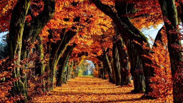 An enchanting Fall Colors Wallpaper featuring an arched tree tunnel path covered in bright orange autumn leaves