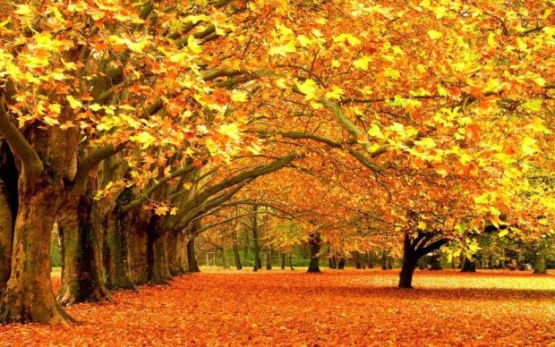 Beautiful Fall Colors Wallpaper featuring a scenic path flanked by tall trees with bright golden and orange autumn leaves
