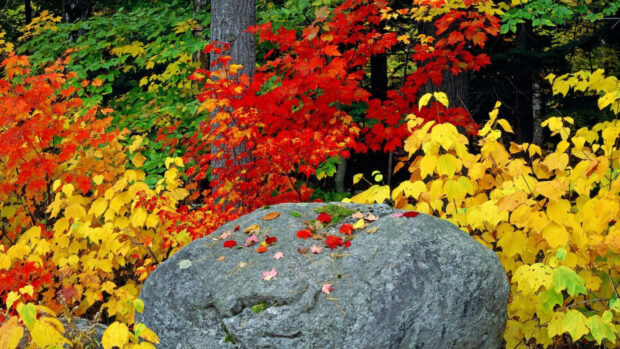A vibrant fall colors wallpaper showing a large grey rock surrounded by bright red, yellow, and green autumn leaves in a forest setting