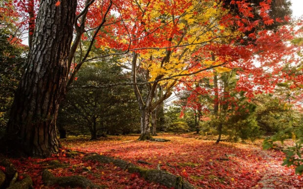 A beautiful Fall Colors Wallpaper showcasing a forest scene with vibrant red and yellow leaves on trees and covering the ground