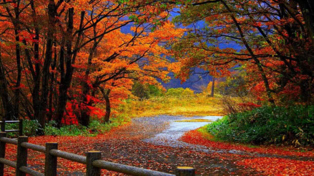 A vibrant Fall Colors Wallpaper featuring a winding forest path covered with bright red and orange autumn leaves