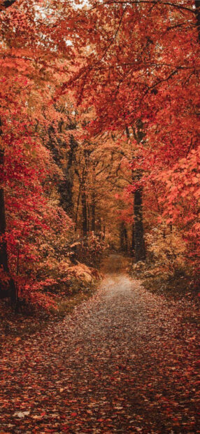 A beautiful Fall Colors Wallpaper depicting a serene forest path covered with vibrant orange and red autumn leaves
