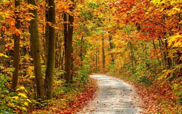 A charming Fall Colors Wallpaper showing a winding path through a forest filled with colorful autumn trees