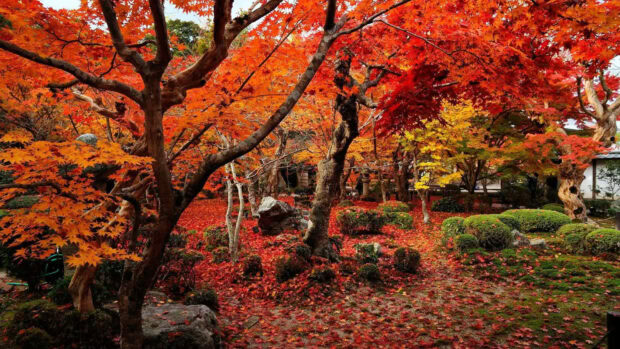 A beautiful fall colors wallpaper showcasing a Japanese garden with vibrant orange and red maple leaves covering the trees and ground