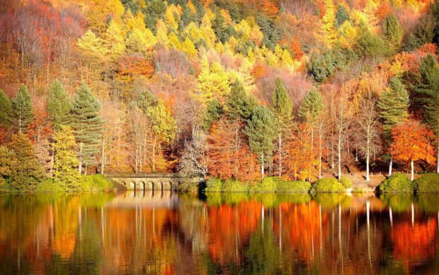 Picturesque Fall Colors Wallpaper featuring a tranquil lake reflecting a vibrant forest with autumn foliage and a small stone bridge
