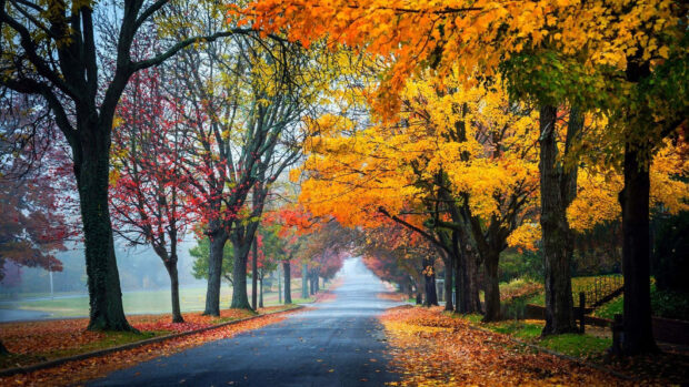 A serene Fall Colors Wallpaper featuring a long, misty road flanked by trees with stunning red, yellow, and orange autumn leaves