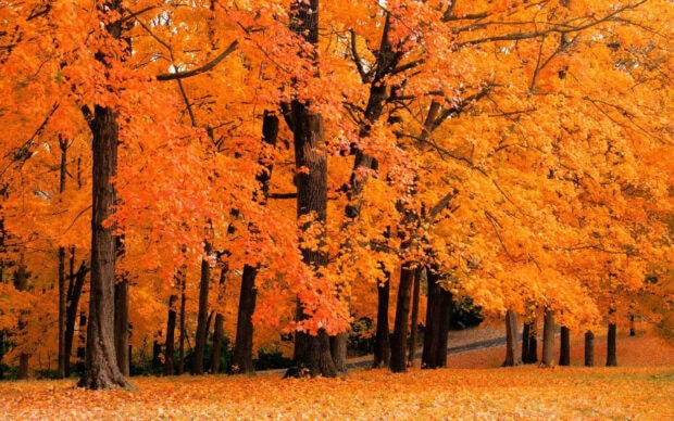 A beautiful Fall Colors Wallpaper depicting a dense forest with vibrant orange autumn leaves covering the trees and ground