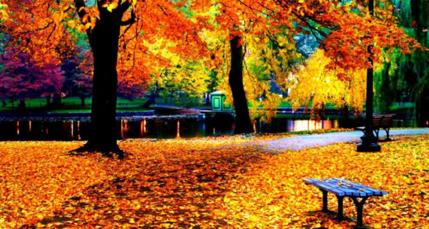 A vibrant Fall Colors Wallpaper featuring a park landscape with colorful trees, fallen leaves on the ground, and benches by a reflective pond