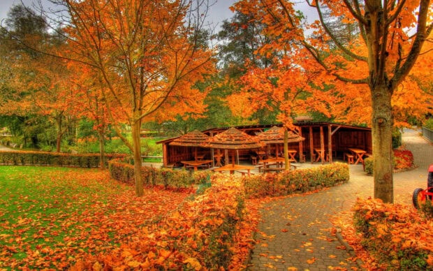 A scenic Fall Colors Wallpaper showing a park with wooden gazebos and picnic tables surrounded by vibrant orange autumn leaves