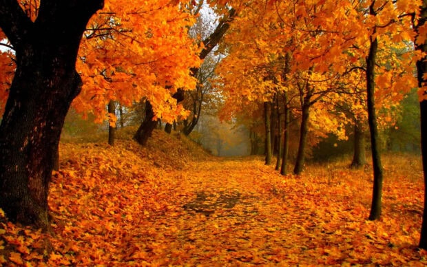 A scenic Fall Colors Wallpaper featuring a forest path blanketed with bright orange autumn leaves and trees