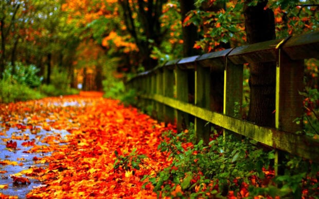 A vibrant Fall Colors Wallpaper featuring a forest path covered in bright orange leaves next to a weathered wooden fence