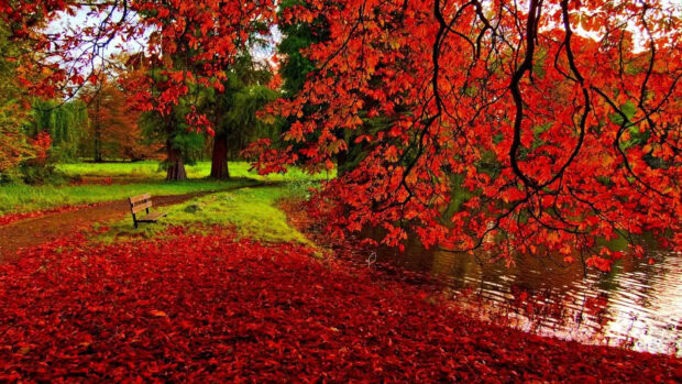 A scenic Fall Colors Wallpaper showing a park path covered in vivid red fallen leaves next to a tranquil pond with autumn trees