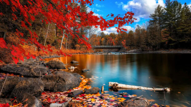 A stunning Fall Colors Wallpaper featuring a vibrant autumn landscape with a river, a distant bridge, and colorful trees under a blue sky