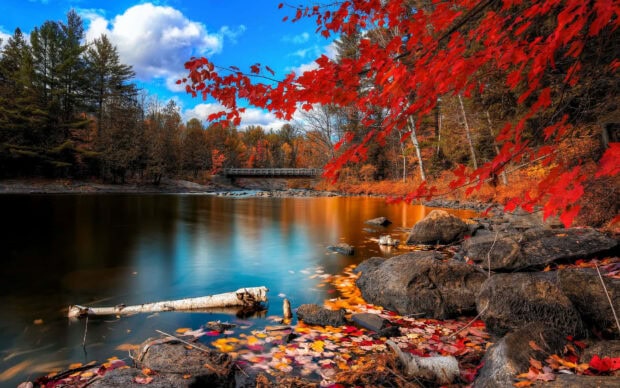 A beautiful fall colors wallpaper featuring a tranquil river reflecting colorful autumn trees under a bright blue sky, with red leaves in the foreground