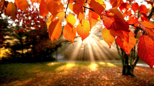 A beautiful Fall Colors Wallpaper showing golden sunlight streaming through vibrant orange and red autumn leaves in a park setting