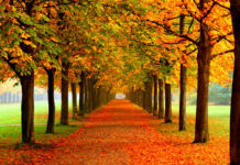 A beautiful Fall Colors Wallpaper depicting a symmetrical tree-lined avenue with golden and orange leaves covering the path and trees