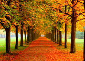 A beautiful Fall Colors Wallpaper depicting a symmetrical tree-lined avenue with golden and orange leaves covering the path and trees