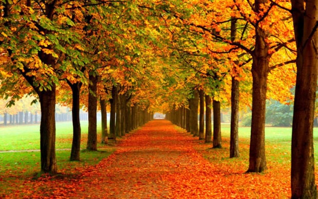 A beautiful Fall Colors Wallpaper depicting a symmetrical tree-lined avenue with golden and orange leaves covering the path and trees