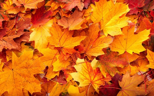 A vibrant Fall Colors Wallpaper featuring a dense pile of fallen autumn leaves in shades of orange, yellow, and red