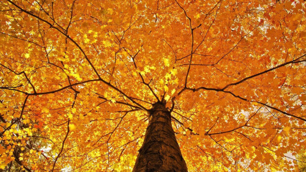 A vibrant fall colors wallpaper featuring a large tree canopy filled with bright orange and yellow autumn leaves seen from below