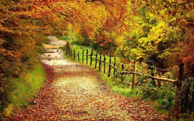 A picturesque Fall Colors Wallpaper showing a winding dirt path through a forest, adorned with autumn leaves and a rustic wooden fence