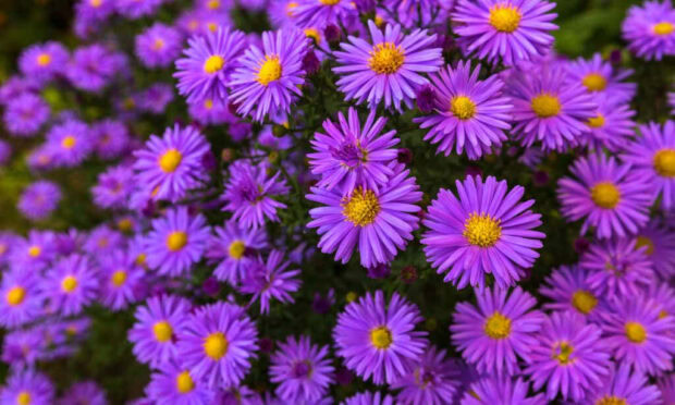 A close-up view of small purple asters with bright yellow centers, making a vivid Fall Flowers Wallpaper
