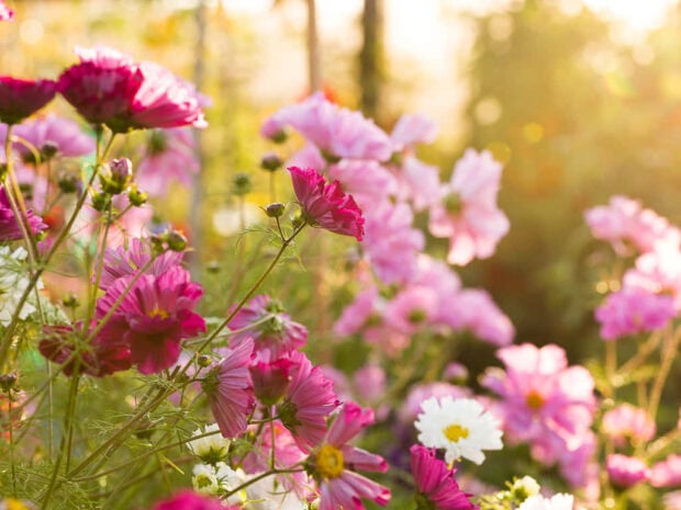 Delicate pink and white cosmos fall flowers wallpaper bathed in warm golden hour sunlight, creating a soft and ethereal garden scene