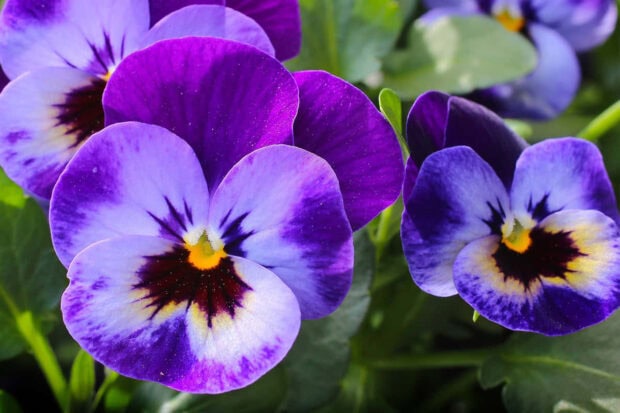 A close-up Fall Flowers Wallpaper showcasing deep purple and light violet pansies with dark centers and green foliage