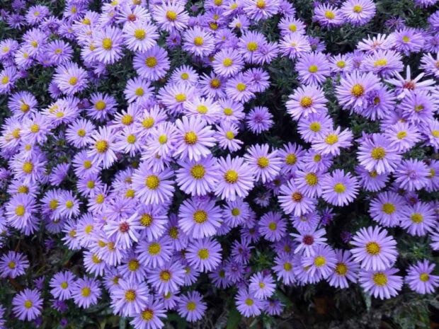 A dense field of small purple asters creates a beautiful Fall Flowers Wallpaper, showcasing numerous delicate blooms