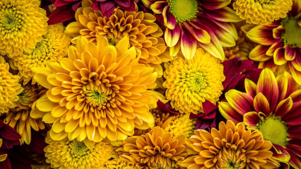 A rich fall flowers wallpaper filled with golden yellow and reddish-orange chrysanthemums in full bloom
