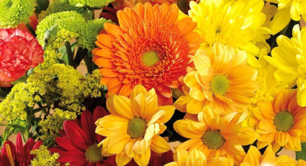 A dense fall flowers wallpaper featuring a vibrant mix of orange gerbera, yellow chrysanthemums, and red carnations