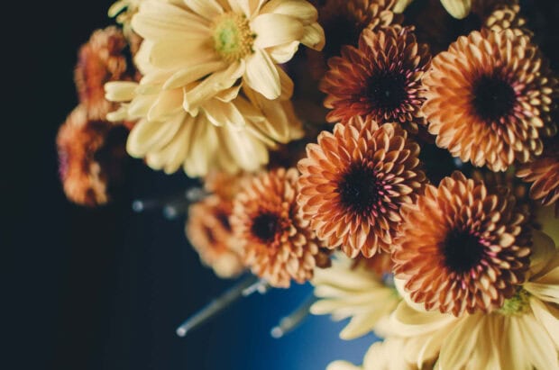 A moody bouquet of muted orange chrysanthemums and cream flowers against a dark background serves as a beautiful Fall Flowers Wallpaper