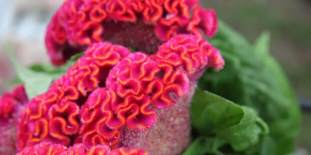 Fall Flowers Wallpaper featuring a close-up of vibrant pink and orange cockscomb celosia flowers with intricate textures