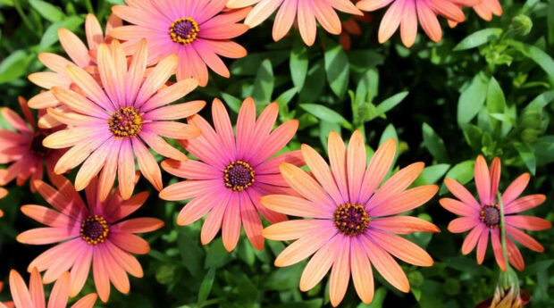 Beautiful fall flowers wallpaper showcasing pink and orange daisy-like osteospermum blooms with lush green foliage