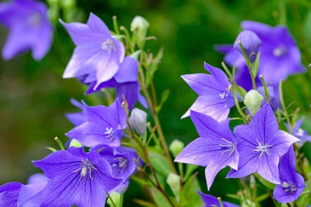 A serene Fall Flowers Wallpaper featuring elegant purple balloon flowers blooming among green leaves with a soft background