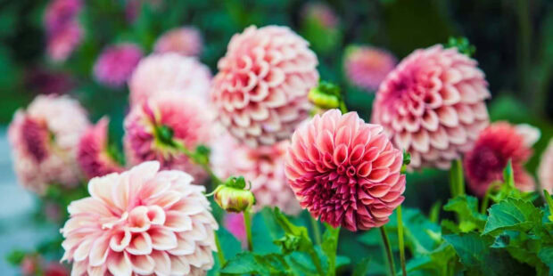 A serene view of soft pink dahlia fall flowers wallpaper blooming in a garden with a gentle bokeh background, highlighting their intricate petals