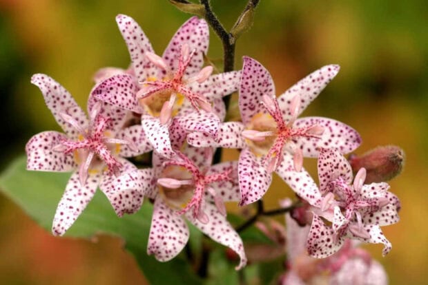 Fall Flowers Wallpaper displaying a close-up of delicate white and pink spotted toad-lilies on a soft green background