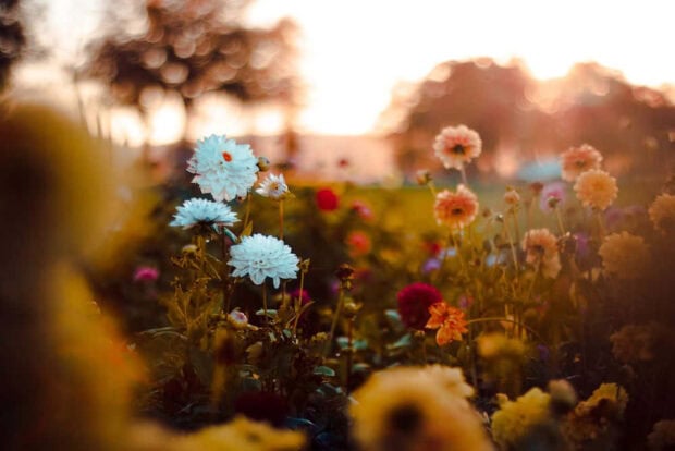 Fall Flowers Wallpaper showcasing a picturesque field of various flowers under a warm sunset with beautiful bokeh
