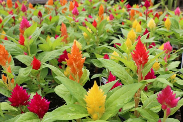 A vibrant field of red, orange, and yellow celosia flowers is displayed as a beautiful Fall Flowers Wallpaper