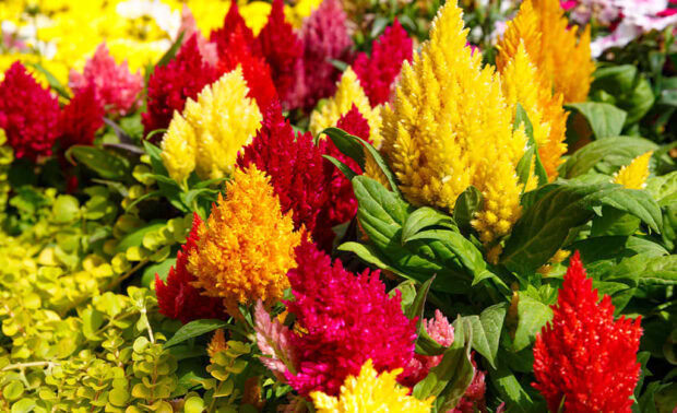 A vibrant display of fall flowers wallpaper featuring red, yellow, and orange cockscomb blooms in a lush garden