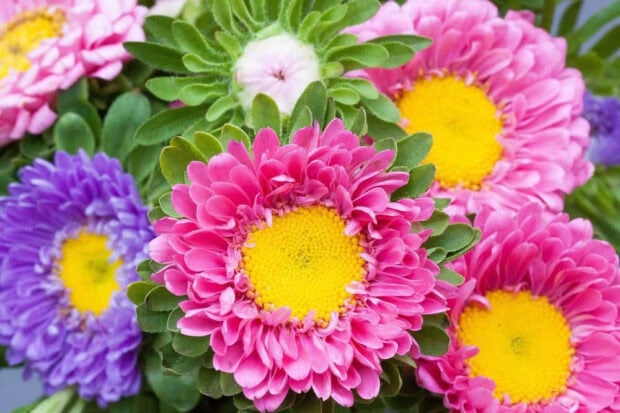 A vibrant close-up of pink and purple aster fall flowers wallpaper with bright yellow centers, showcasing rich petals and green foliage