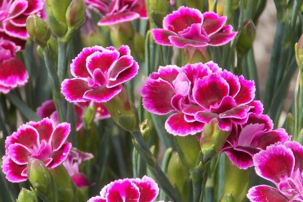A close-up view of vibrant pink carnation fall flowers wallpaper with deep red centers and green buds, showcasing their delicate ruffled petals