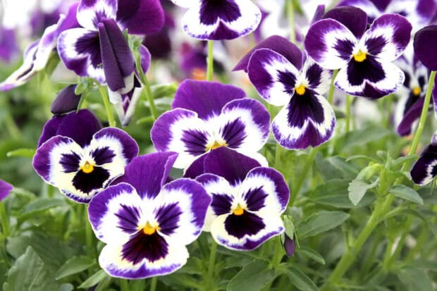 A beautiful Fall Flowers Wallpaper featuring vibrant purple and white pansies with yellow centers in a garden