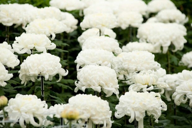 Fall Flowers Wallpaper featuring a vibrant field of white chrysanthemums in full bloom