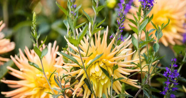A vibrant yellow cactus dahlia with delicate purple accent flowers creates a unique Fall Flowers Wallpaper