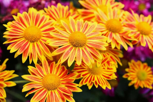 A close-up view of striking yellow and orange striped chrysanthemum flowers makes for an eye-catching Fall Flowers Wallpaper