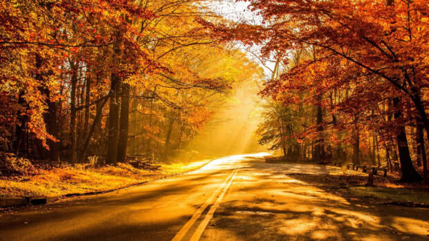A stunning Fall Foliage Wallpaper featuring a sunlit road winding through a vibrant autumn forest with golden leaves
