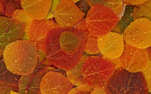An overhead fall foliage wallpaper featuring a colorful assortment of autumn leaves covered in glistening dewdrops